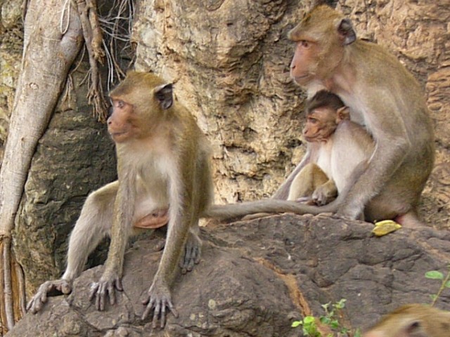 monkeys 2